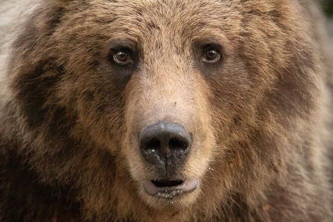 Bearwatching Hiking Day Tour in High Tatras from Poprad