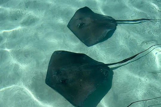 VIP Stingray City Adventure – Just for You