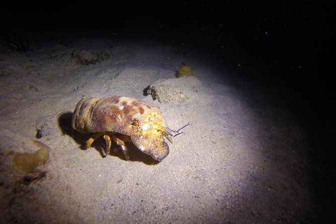 Sunset Night Dive for Certified Divers in St Thomas