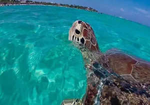 Akumal Reef Turtle Encounter + Cenote! Full Nature Adventure