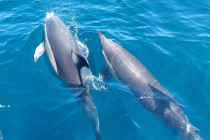 Dolphin Watching in Sesimbra