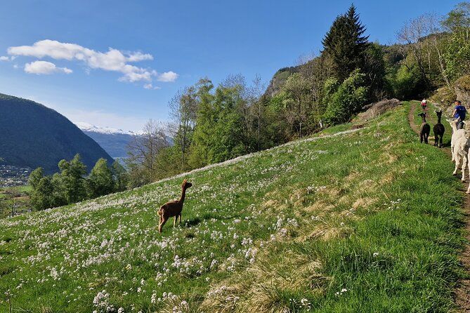 Guided Hiking tour on the Lands of Steim Farm in Vik, Norway