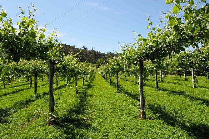 Private Tour Alvarinho (Melgaço and Monção) includes 3 wine tastings