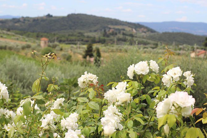 Fabulous Tuscany—organic wine & cheese tour—max 8 pp
