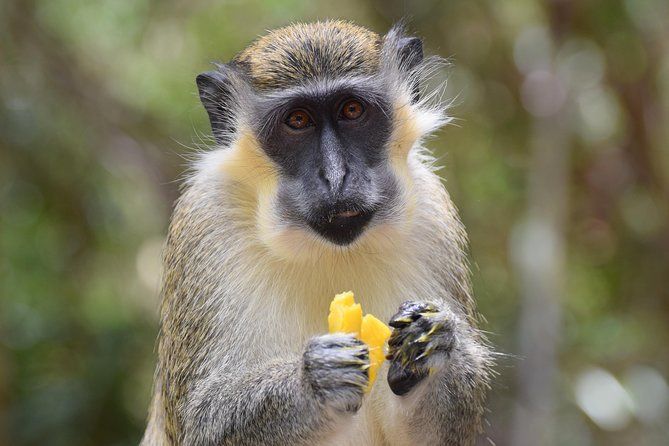 Private Full-Day Barbados Excursion
