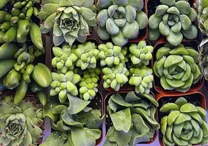 2-Hour Terrarium Making Experience with Cats in New York