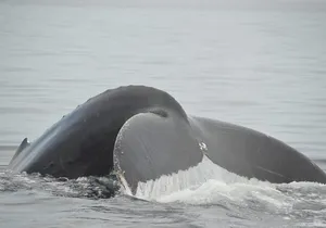 Whale watching 3 hours in Puerto Vallarta
