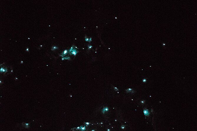 Glow Worm Caves Express Tour in Bay of Islands