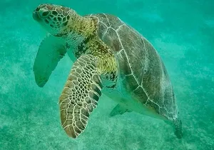 Private Tour Turtles Coral Reef Cenote Beach All inclusive