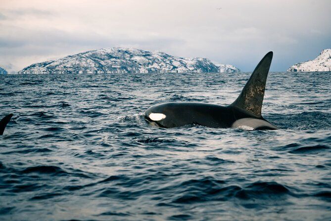 Small Group Whale Watching by RIB
