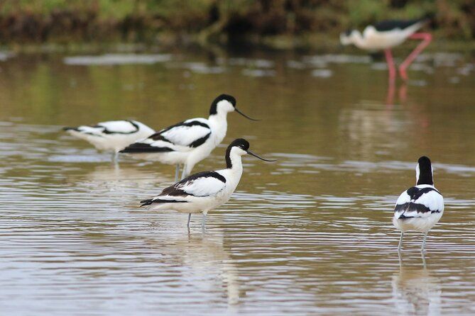 Birdwatching Private Tour at Fascinating Salgados Lagoon