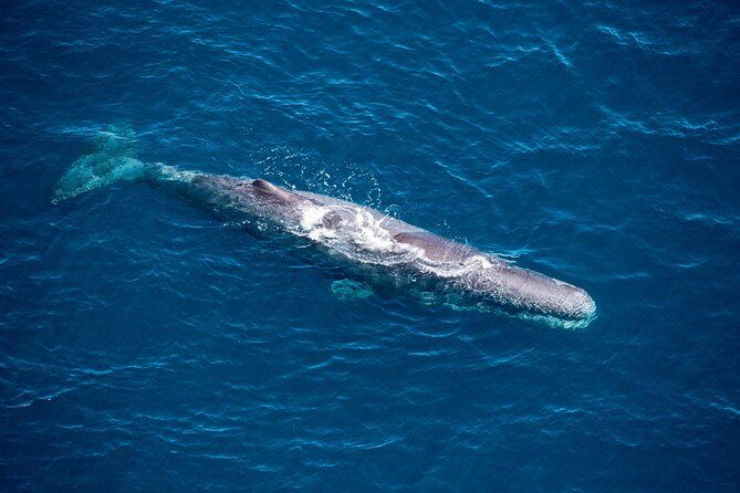 Kaikōura Whale Watching and Scenic Landing - 1hr Premier Tour