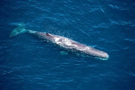 Kaikōura Whale Watching and Scenic Landing - 1hr Premier Tour