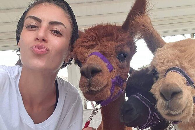Calabrian Alpacas Sunset Beach Experiences Pizzo VV AlpacSelfies