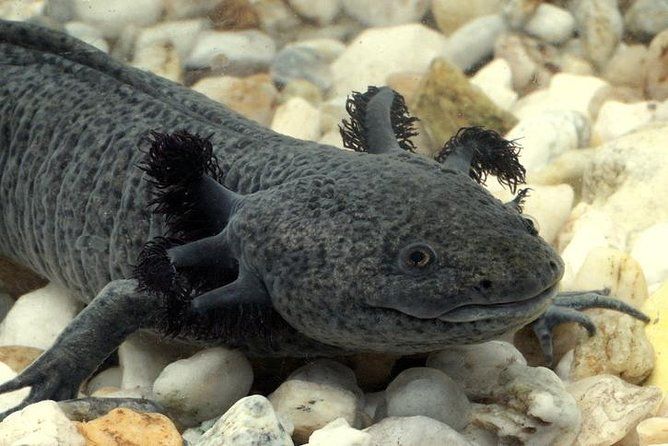 Axolotl Tour from CDMX