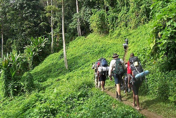Bush Hiking, explore Wild Plants & Fresh Fruits in Montego Bay