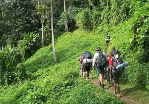 Bush Hiking to explore Wild Plants & Fresh Fruits,Montego Bay