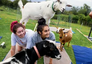 Sunset Maui Goat Yoga with Live Music