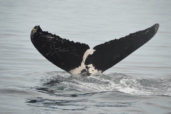 Whale watching 3 hours in Puerto Vallarta