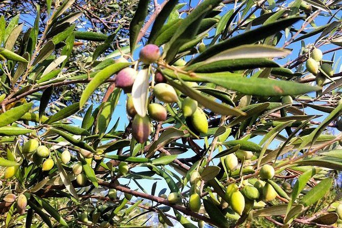 Semi Private Wine and Olive Oil tour (Transfer & Lunch Incl.)