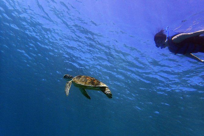 Guam's 5 Star Private Guided Snorkeling Tour! 4-12 people!