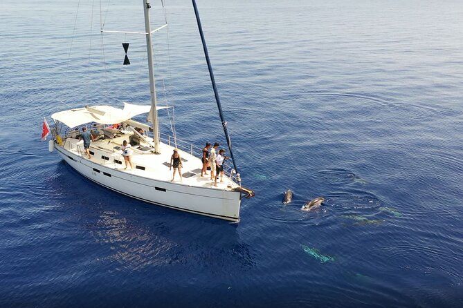Private Marine Life Spotting - Dolphin watching EcoMarine Malta
