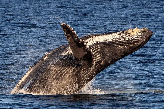 Luxury Whale Watching Dinner Cruise in Cabo