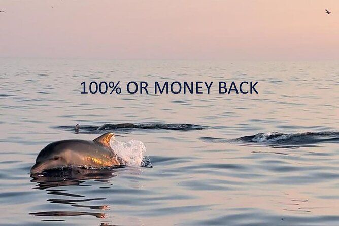 Private Guided Sunset Dolphin Watching in Adriatic Sea