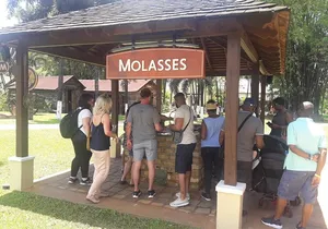 Private Appleton YS Falls and Black River Tour from Montego Bay