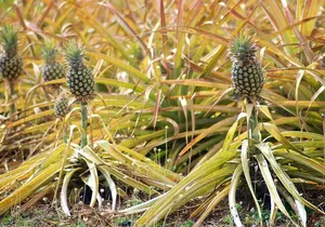 Private Tour Maui Pineapple Farm in Haliimaile