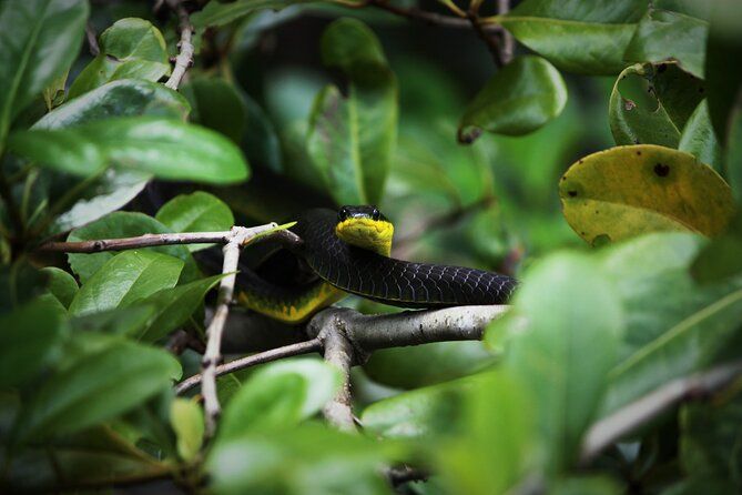Ultimate Daintree Rainforest Wildlife Experience Cruise