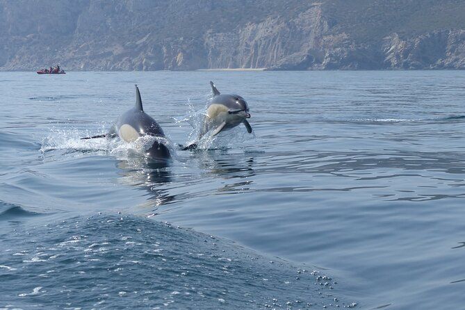 Sesimbra - Dolphins c/ Marine Biologist + Quick Embarkation