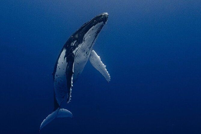 Ocean Safari Tour in Cabo San Lucas