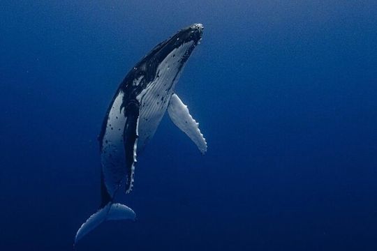 Ocean Safari Tour in Cabo San Lucas