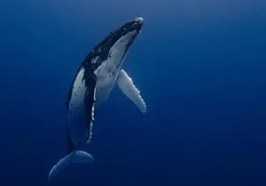 Ocean Safari Tour in Cabo San Lucas
