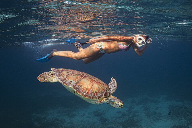 Aruba Private Turtle Spotting with Award Winner | Video Included