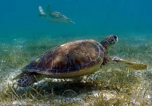 Turtle Adventure Express