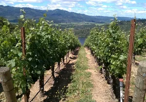 6-Hour Private Napa Limousine Wine Tour (Style & Wine)