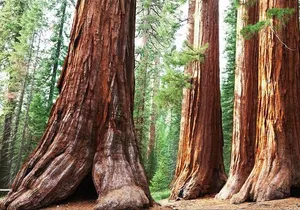 Sequoia Park Private Tour