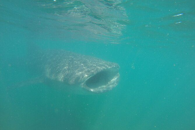 Snorkel Tour with Whale Shark in La Paz
