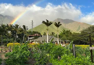 Regenerative Mango and Tropical Fruit Tour in West Maui