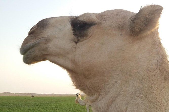 Tour Saudi Arabia with German guide