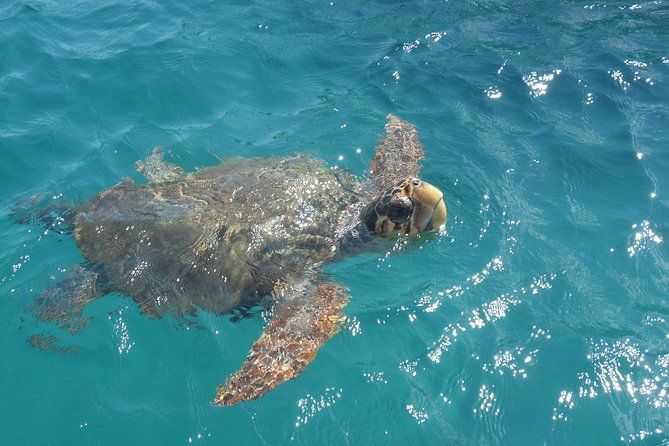 Turtle Spotting Cruise in Zakynthos