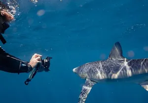 Shark Safari in San Jose del Cabo