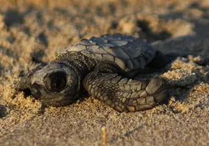 Sea Turtle Release – A Puerto Vallarta Conservation Adventure