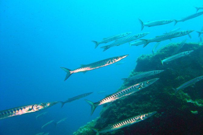 Qualified Diver 1 Tank Dive in Mykonos