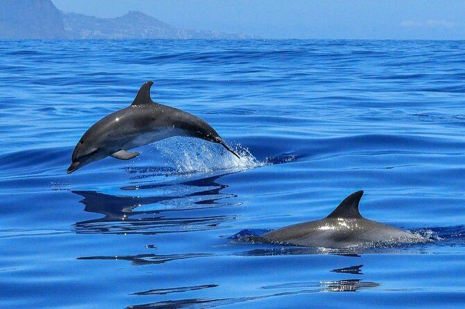 Setúbal Private Tour - Including Dolphin Watching
