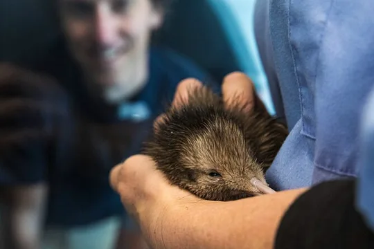 National Kiwi Hatchery - Kiwi Encounter Guided Tour