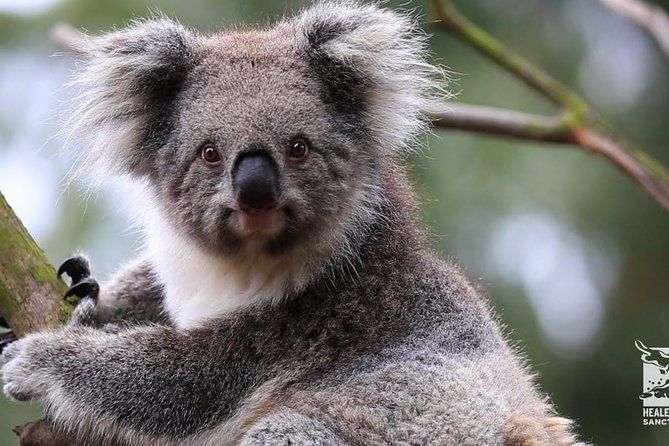 Animals in the land down under, kangaroos, koalas, penguins