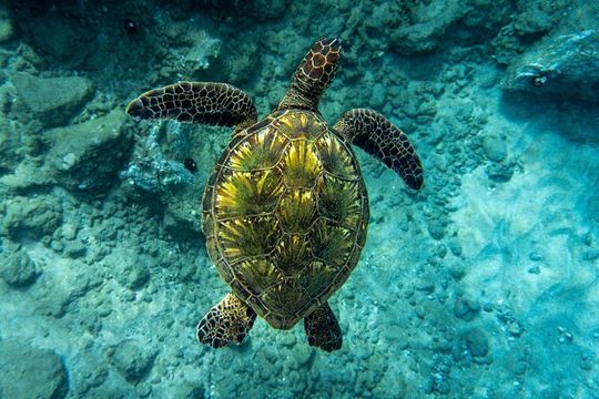 Turtle Town - Snorkel with Turtles and Free Underwater Photos